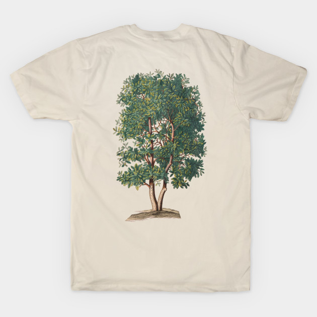 Tree Vintage Botanical Illustration by Biophilia